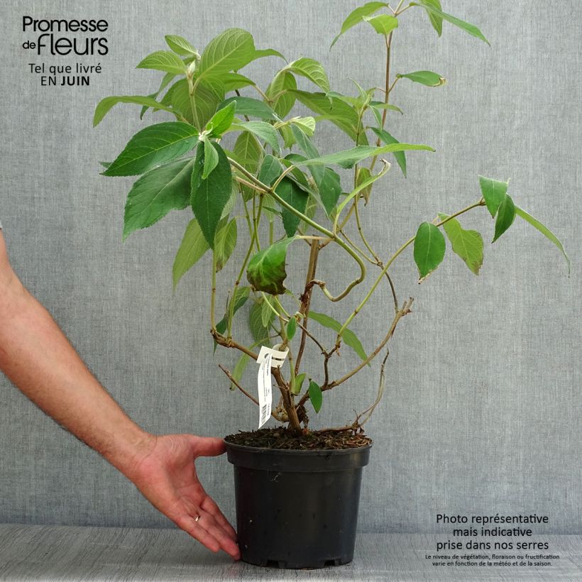 Ejemplar de Hortensia aspera Villosa - Hydrangea Maceta 3L/4LAltura de entrega aprox. 40/50cm entregado en verano
