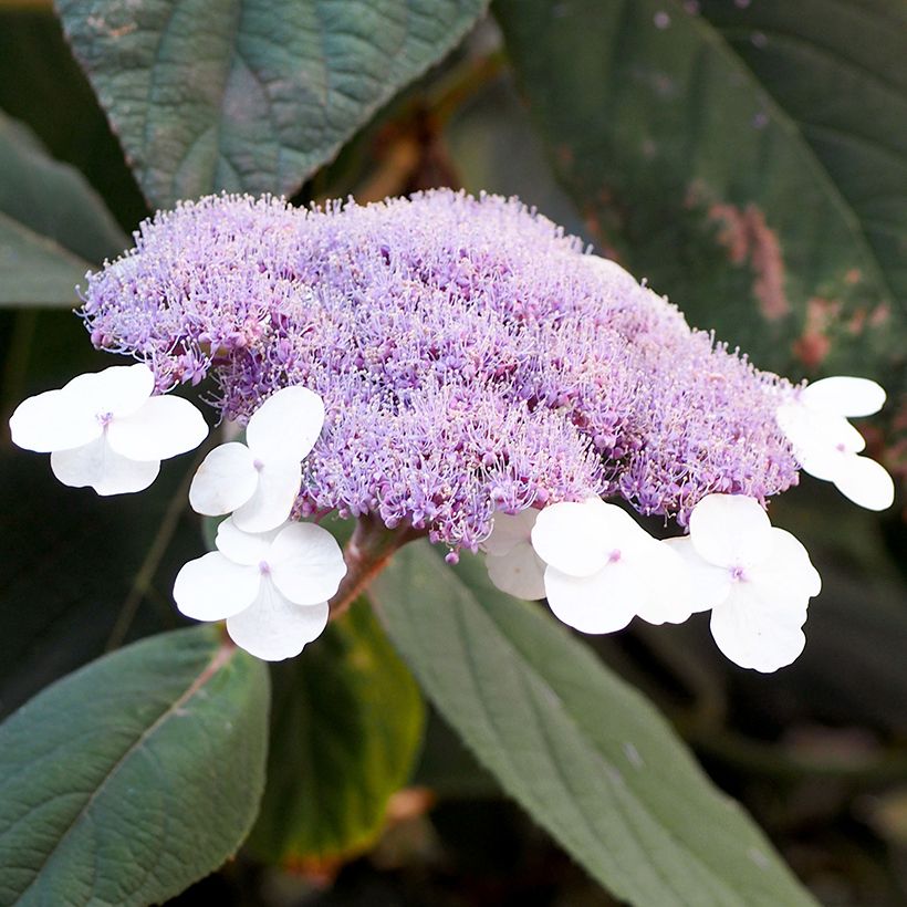 Hortensia aspera Velvet & Lace - Hydrangea (Floración)