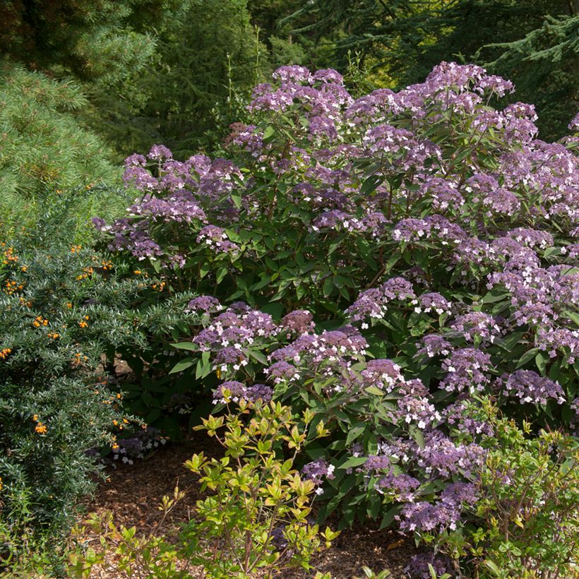 Hortensia aspera Velvet & Lace - Hydrangea (Porte)