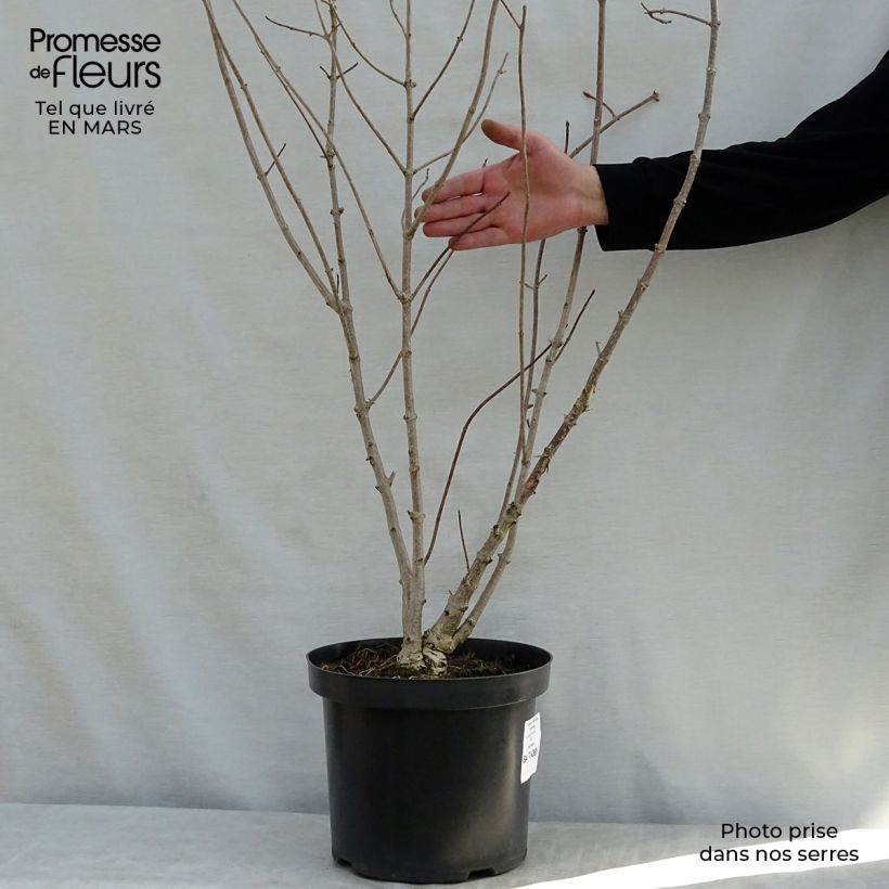 Hortensia heteromalla - Hydrangea Maceta 7,5L/10L Ejemplar entregado en la primavera
