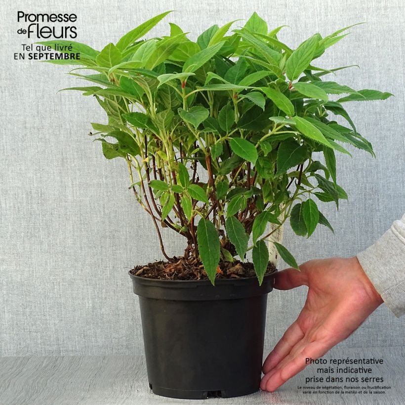 Ejemplar de Hortensia involucrata - Hydrangea Maceta 2L/3L entregado en otoño