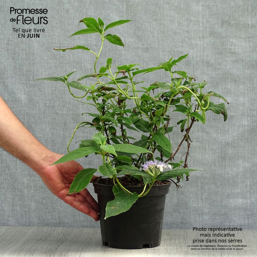 Ejemplar de Hortensia involucrata - Hydrangea Maceta 2L/3LAltura de entrega aprox. 20/30cm entregado en verano