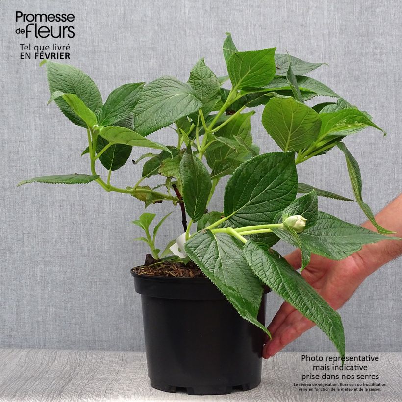 Ejemplar de Hortensia involucrata Yoraku Tama - Hydrangea Maceta 4L/5L entregado en otoño