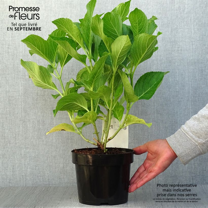 Ejemplar de Hortensia macrophylla Ayesha - Hydrangea Maceta 2L/3L entregado en otoño