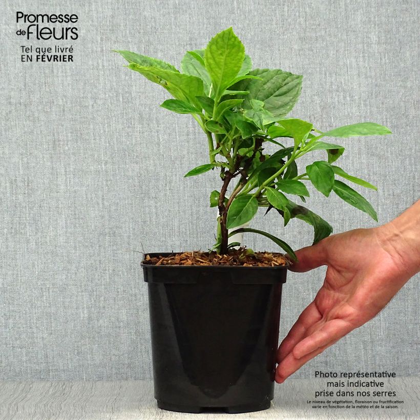 Ejemplar de Hortensia macrophylla Beauté Vendômoise - Hydrangea Maceta 2L/3L entregado en otoño