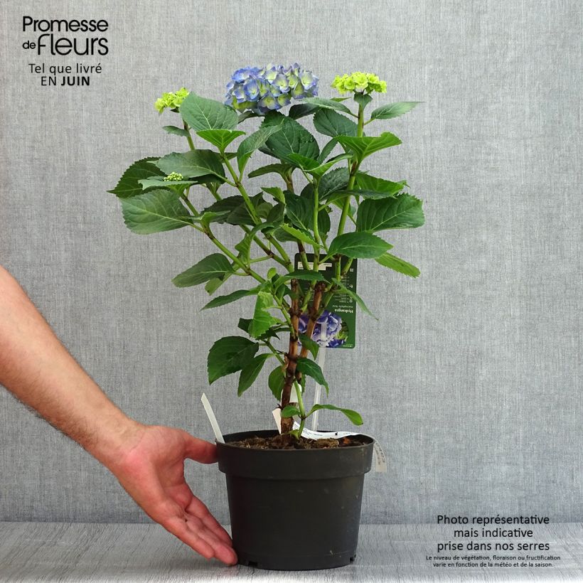 Ejemplar de Hortensia macrophylla Bela - Hydrangea Maceta 2L/3LAltura de entrega aprox. 15/20cm entregado en verano