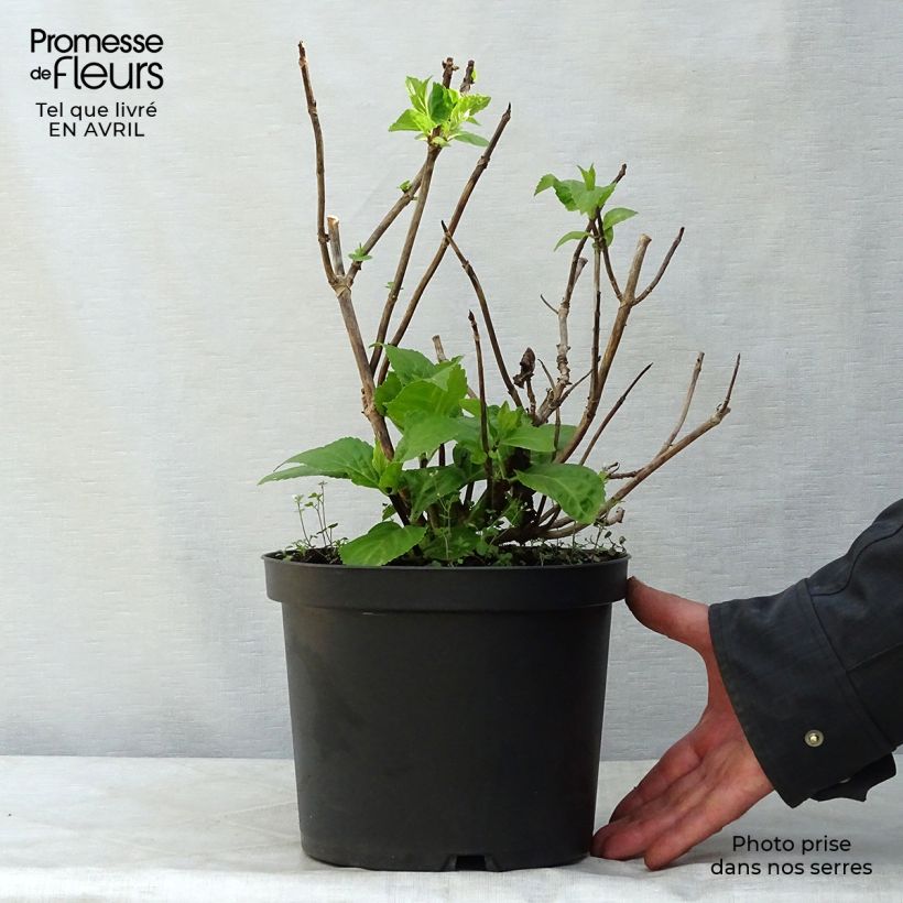 Hortensia macrophylla Black Steel Zebra - Hydrangea Maceta 4L/5L Ejemplar entregado en la primavera