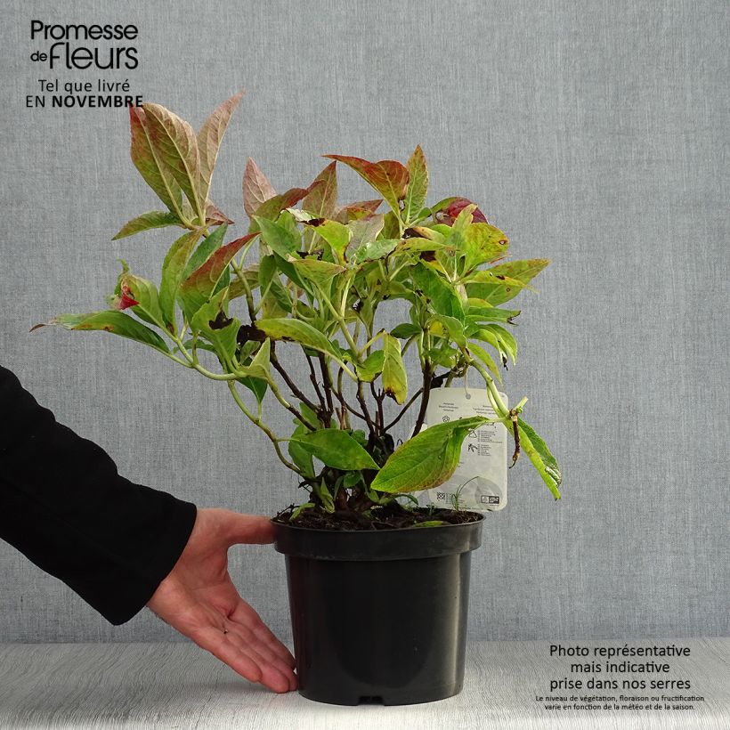 Ejemplar de Hortensia macrophylla Blauer Prinz - Hydrangea Maceta 2L/3L entregado en otoño