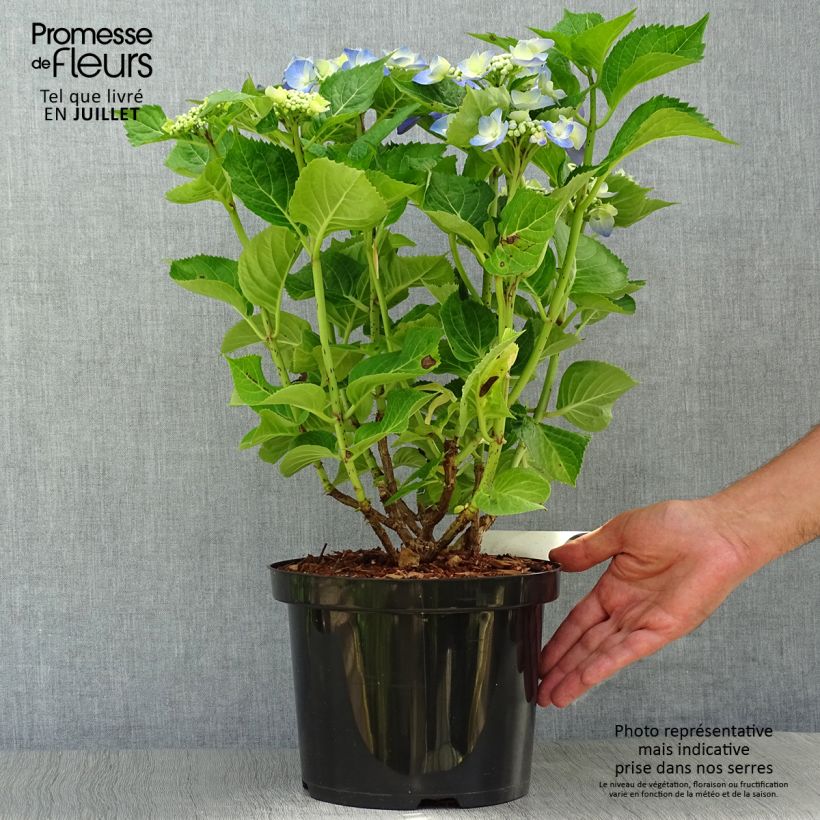 Ejemplar de Hortensia macrophylla Blue Sky - Hydrangea Maceta 4L/5LAltura de entrega aprox. 30/40cm entregado en verano
