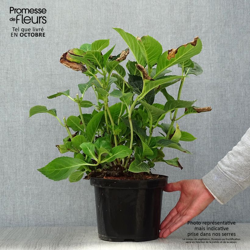 Ejemplar de Hortensia macrophylla Blue Sky - Hydrangea Maceta 4L/5L entregado en otoño