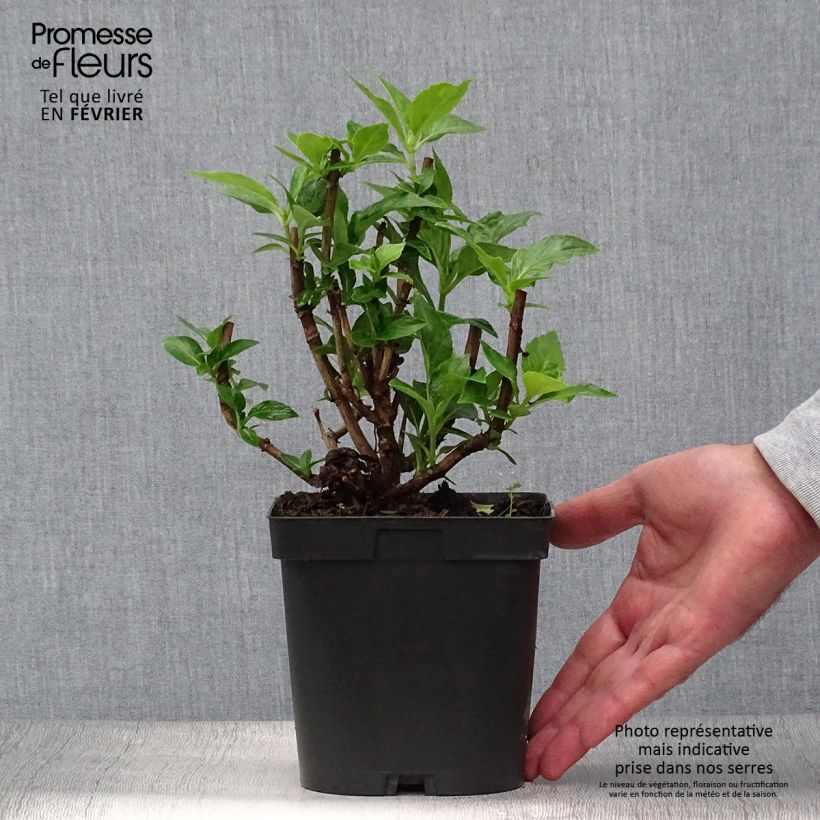 Ejemplar de Hortensia macrophylla Bodensee - Hydrangea Maceta 2L/3L entregado en otoño
