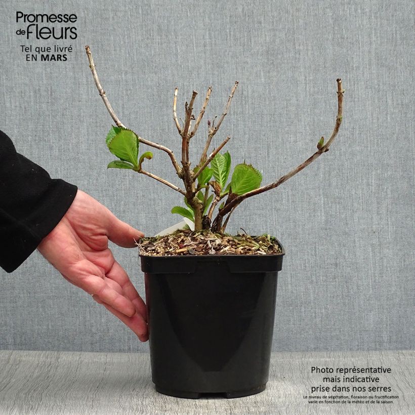 Hortensia macrophylla Buchfink - Hydrangea Maceta 2L/3LAltura de entrega aprox. 20/30cm Ejemplar entregado en la primavera