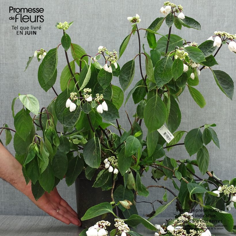 Ejemplar de Hortensia macrophylla Rendez-Vous Choco Chic - Hydrangea Maceta 4L/5L entregado en verano