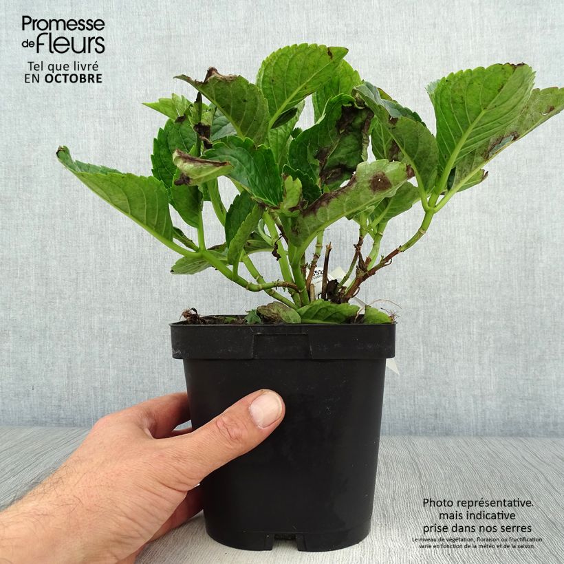 Ejemplar de Hortensia macrophylla Constellation - Hydrangea Maceta 2L/3L entregado en otoño