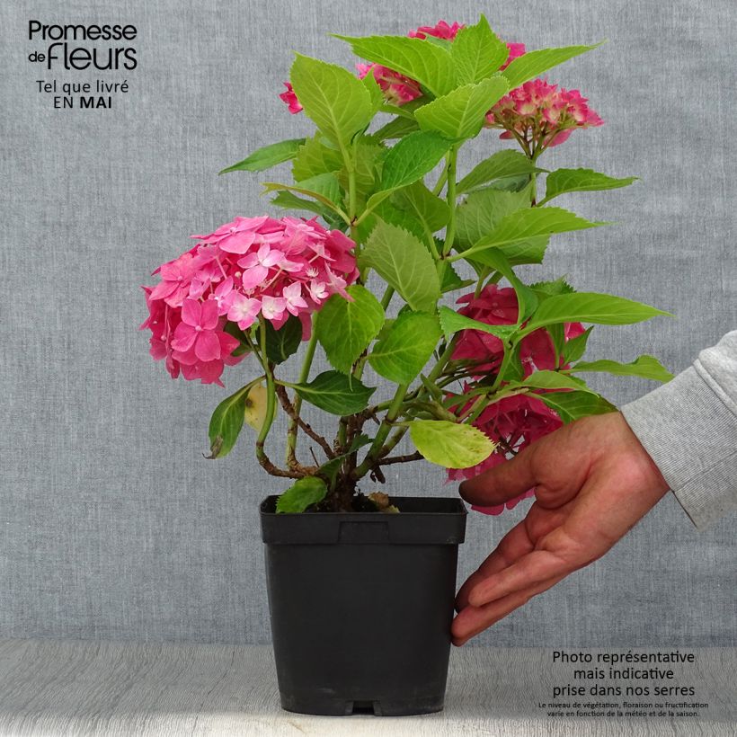 Hortensia macrophylla Constellation - Hydrangea Maceta 2L/3LAltura de entrega aprox. 20/30cm Ejemplar entregado en la primavera
