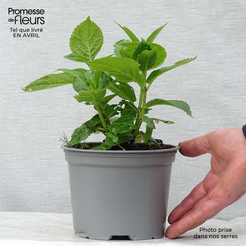 Hortensia macrophylla Curly Sparkle Blue - Hydrangea Maceta 2L/3L Ejemplar entregado en la primavera