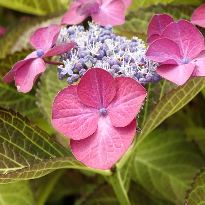 Hortensia macrophylla Dark Angel Purple - Hydrangea (Floración)