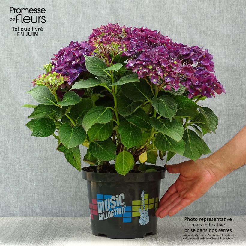 Ejemplar de Hortensia macrophylla Deep Purple Dance - Hydrangea Maceta 4L/5L entregado en verano