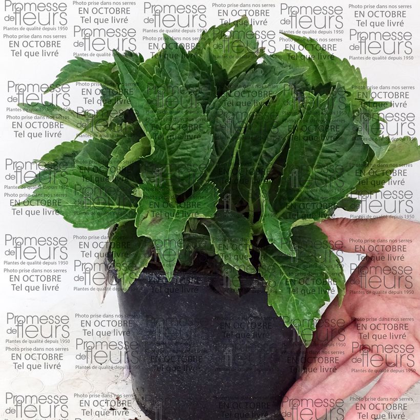 Ejemplo de ejemplar de Hortensia macrophylla Dolce Farfalle - Hydrangea Maceta 2L/3LAltura de entrega aprox. 10/20cm tal y como se entrega