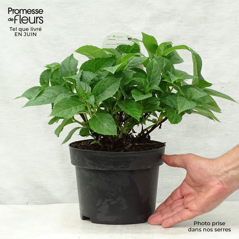 Ejemplar de Hortensia macrophylla Early Blue - Hydrangea Maceta 2L/3LAltura de entrega aprox. 20/30cm entregado en verano