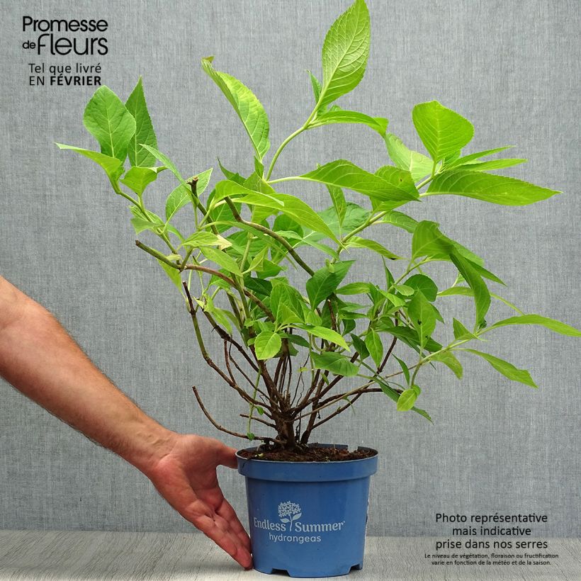 Ejemplar de Hortensia macrophylla Endless Summer The Original Pink - Hydrangea Maceta 2L/3L entregado en otoño