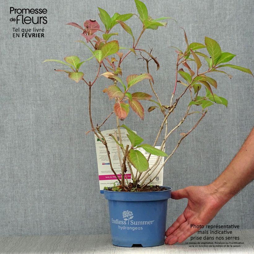 Ejemplar de Hortensia macrophylla Endless Summer Twist and Shout - Hydrangea Maceta 2L/3L entregado en otoño