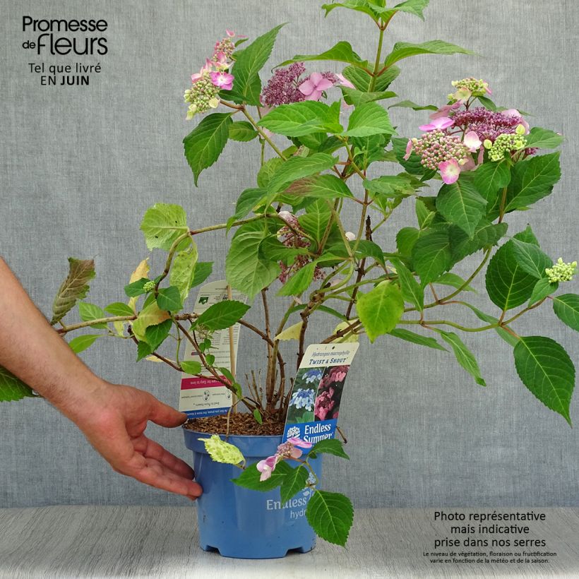 Ejemplar de Hortensia macrophylla Endless Summer Twist and Shout - Hydrangea Maceta 2L/3LAltura de entrega aprox. 30/40cm entregado en verano
