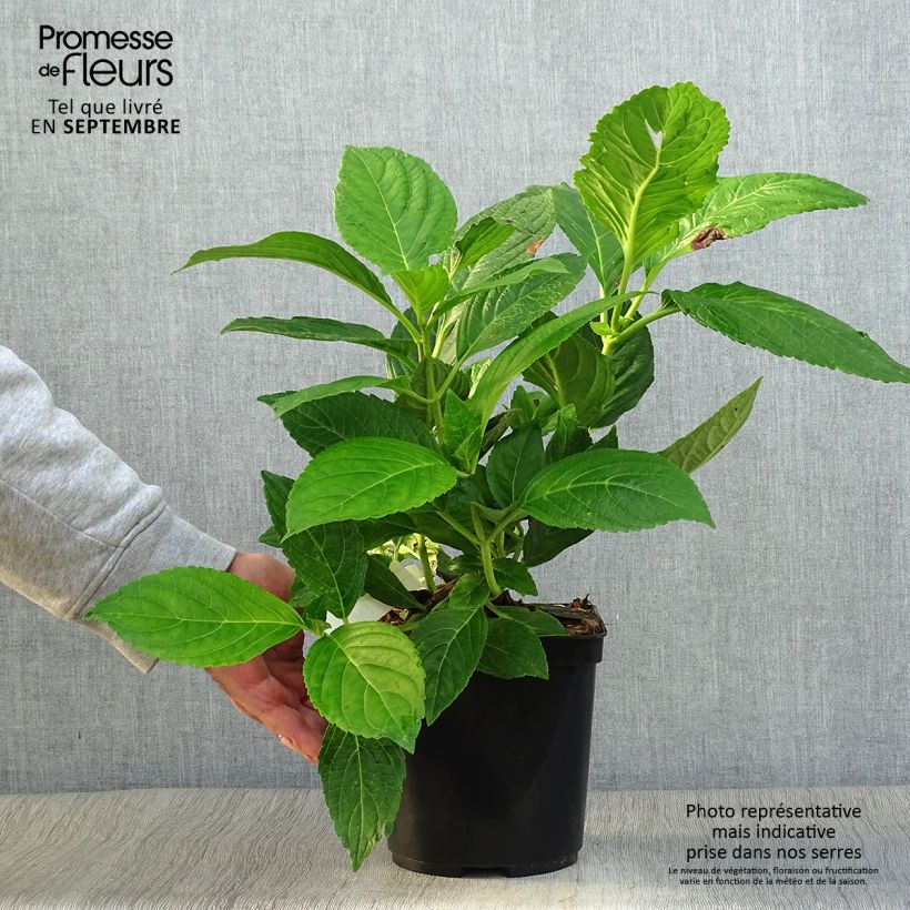 Ejemplar de Hortensia macrophylla Etoile Violette - Hydrangea Maceta 2L/3L entregado en otoño