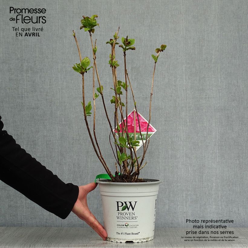 Hortensia macrophylla Flair & Flavours Sweet Cupcake - Hydrangea Maceta 4L/5L Ejemplar entregado en la primavera