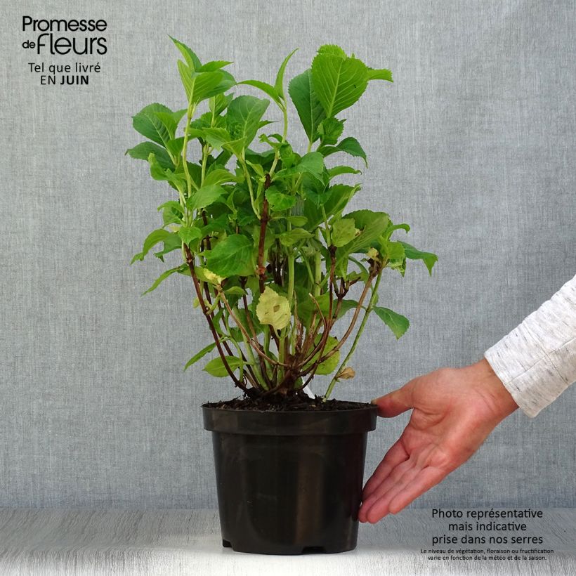 Ejemplar de Hortensia macrophylla Gertrud Glahn - Hydrangea Maceta 2L/3L entregado en verano
