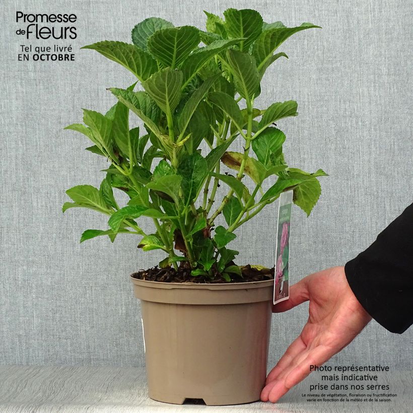 Ejemplar de Hortensia macrophylla Glowing Amber - Hydrangea Maceta 2L/3L entregado en otoño