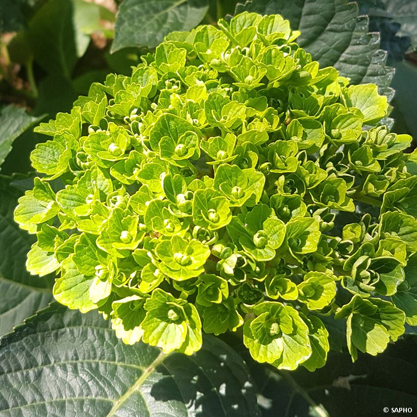 Hortensia macrophylla Green Ever Belles - Hydrangea (Floración)