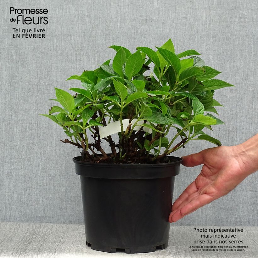 Ejemplar de Hortensia macrophylla Hovaria Hobergine - Hydrangea Maceta 4L/5L entregado en otoño