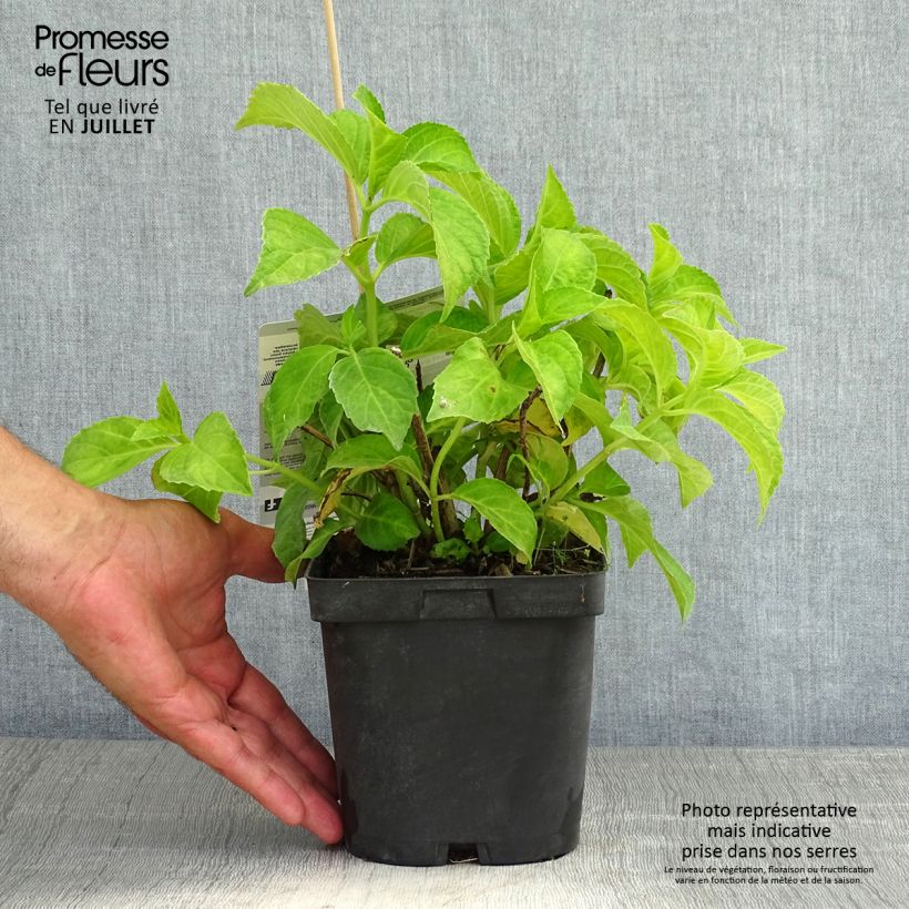Ejemplar de Hortensia macrophylla Immaculata - Hydrangea Maceta 2L/3L entregado en verano