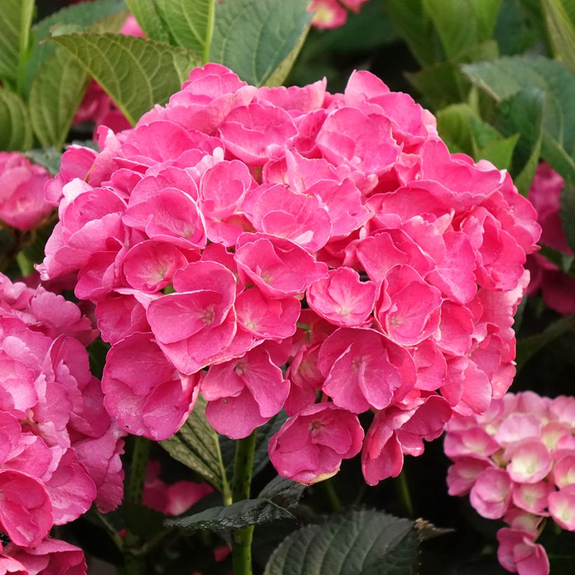 Hortensia macrophylla Julisa - Hydrangea (Floración)