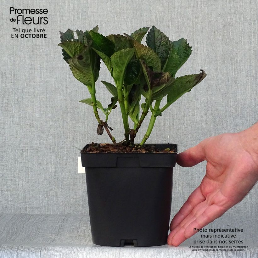 Ejemplar de Hortensia macrophylla Julisa - Hydrangea Maceta 1,5L/2L entregado en otoño