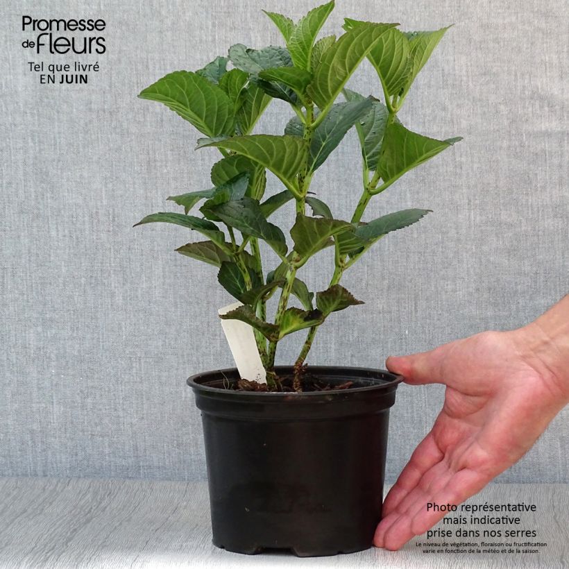 Ejemplar de Hortensia macrophylla Julisa - Hydrangea Maceta 1,5L/2LAltura de entrega aprox. 10/20cm entregado en verano