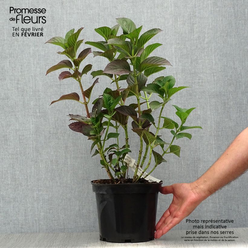 Ejemplar de Hortensia macrophylla Julisa - Hydrangea Maceta 4L/5L entregado en otoño