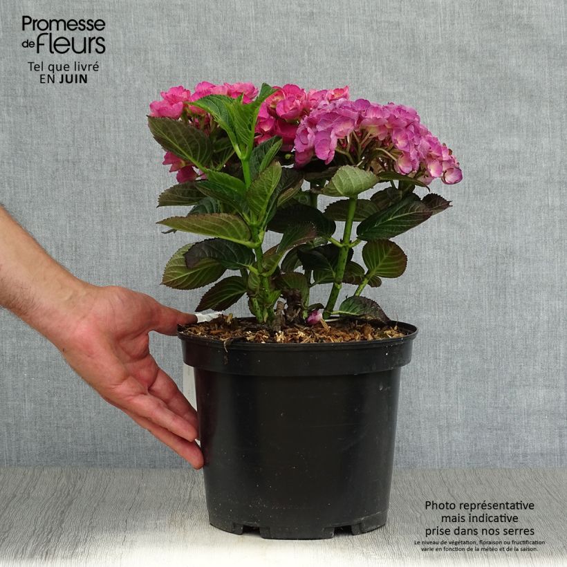 Ejemplar de Hortensia macrophylla Julisa - Hydrangea Maceta 4L/5LAltura de entrega aprox. 20/30 cmcm entregado en verano
