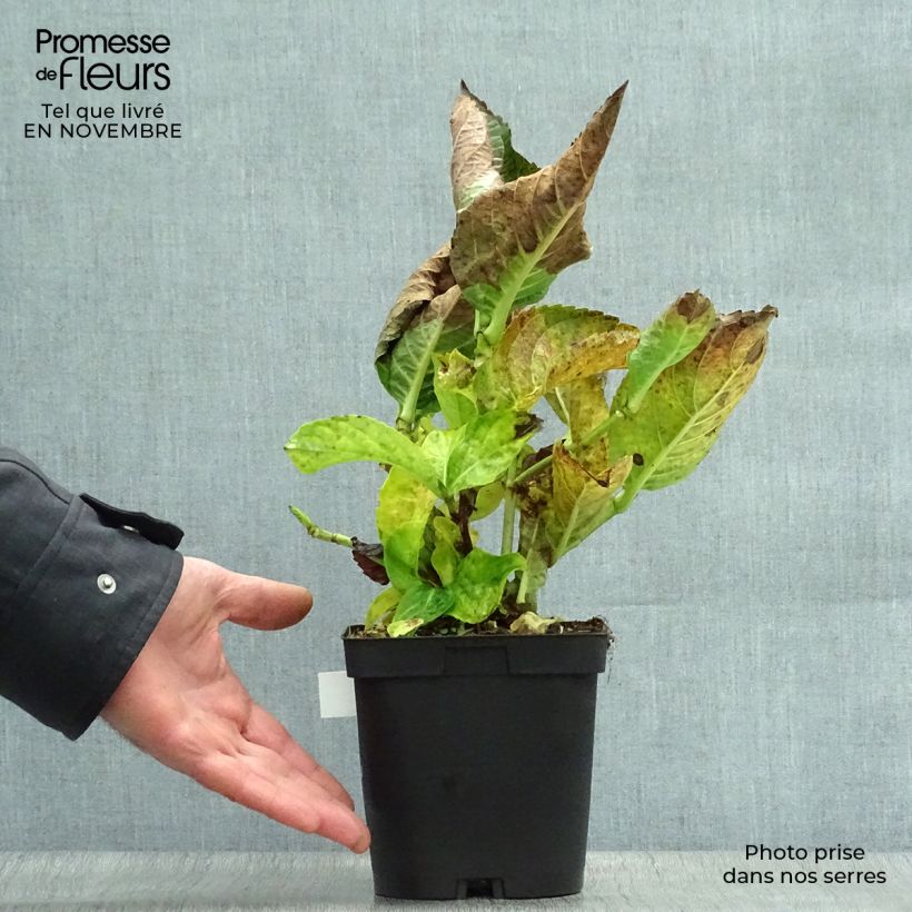 Ejemplar de Hortensia macrophylla Kazan - Hydrangea Maceta 2L/3L entregado en otoño