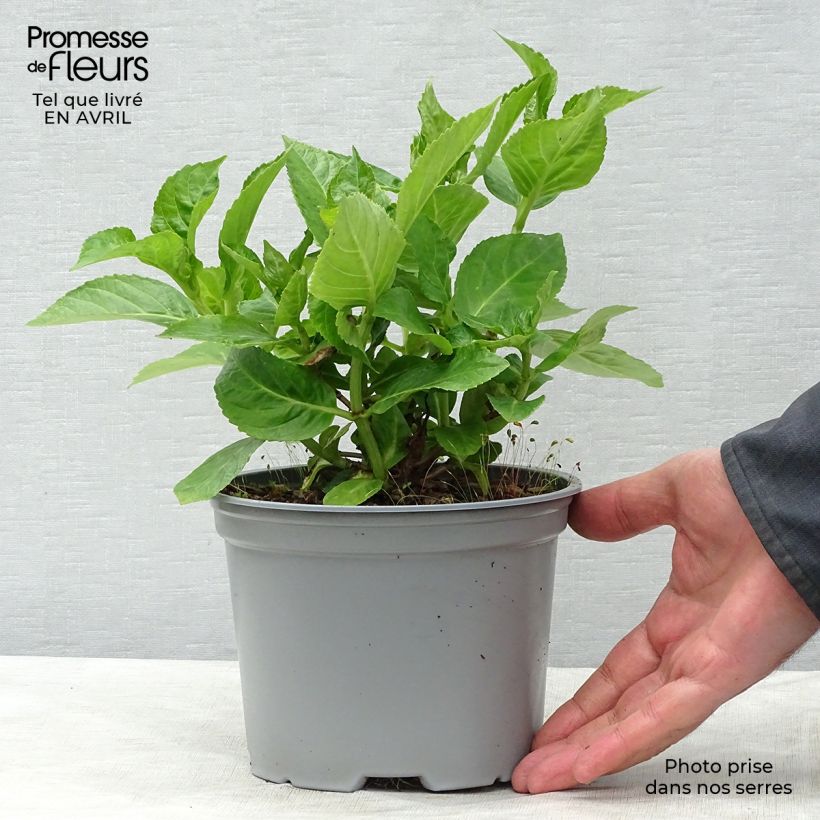 Hortensia macrophylla Koria - Hydrangea Maceta 2L/3L Ejemplar entregado en la primavera