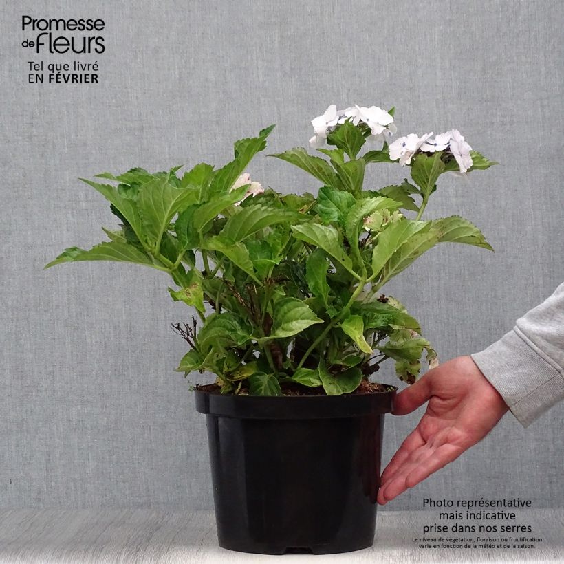 Ejemplar de Hortensia macrophylla Koria - Hydrangea Maceta 4L/5L entregado en otoño
