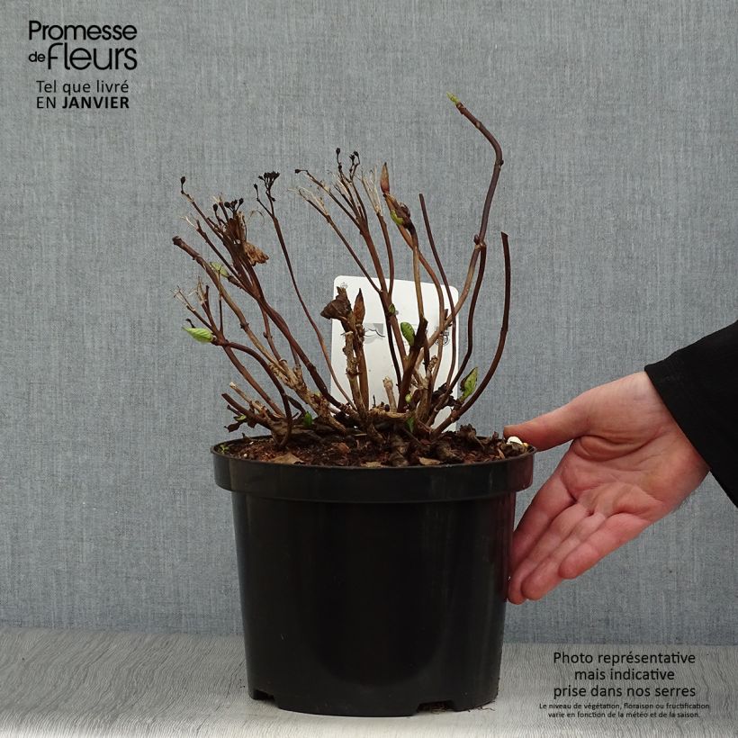 Hortensia macrophylla Koria - Hydrangea Maceta 4L/5L Ejemplar entregado en invierno
