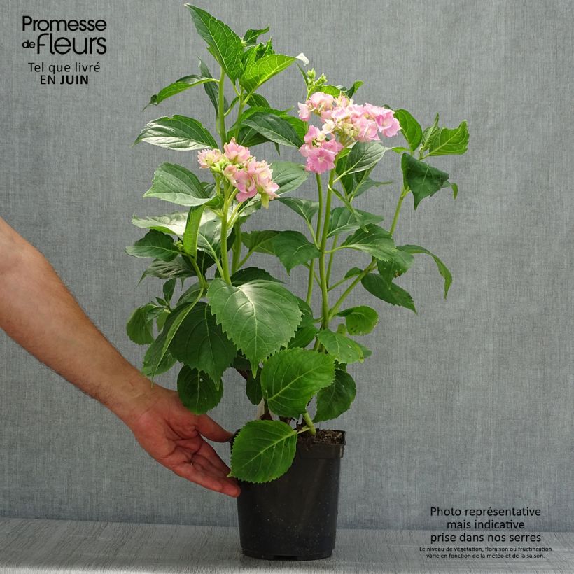 Ejemplar de Hortensia macrophylla La Marne - Hydrangea Maceta 2L/3L entregado en verano