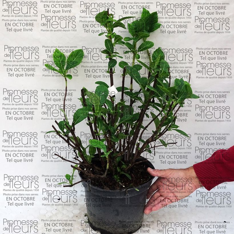 Ejemplo de ejemplar de Hortensia macrophylla Rendez-Vous La Vie en Rose - Hydrangea Maceta 4L/5L tal y como se entrega