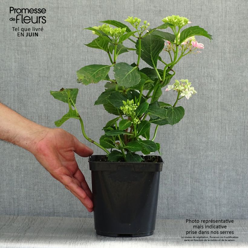 Ejemplar de Hortensia macrophylla Lady Nobuko - Hydrangea Maceta 2L/3L entregado en verano