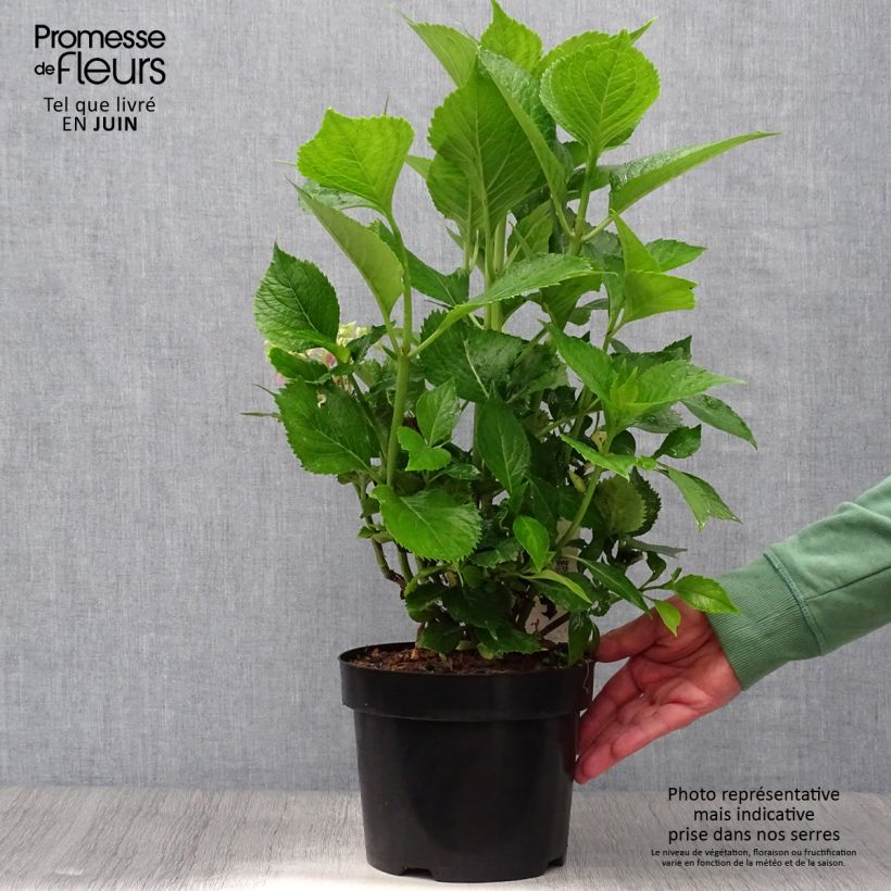 Ejemplar de Hortensia macrophylla Leuchtfeuer - Hydrangea Maceta 2L/3L entregado en verano