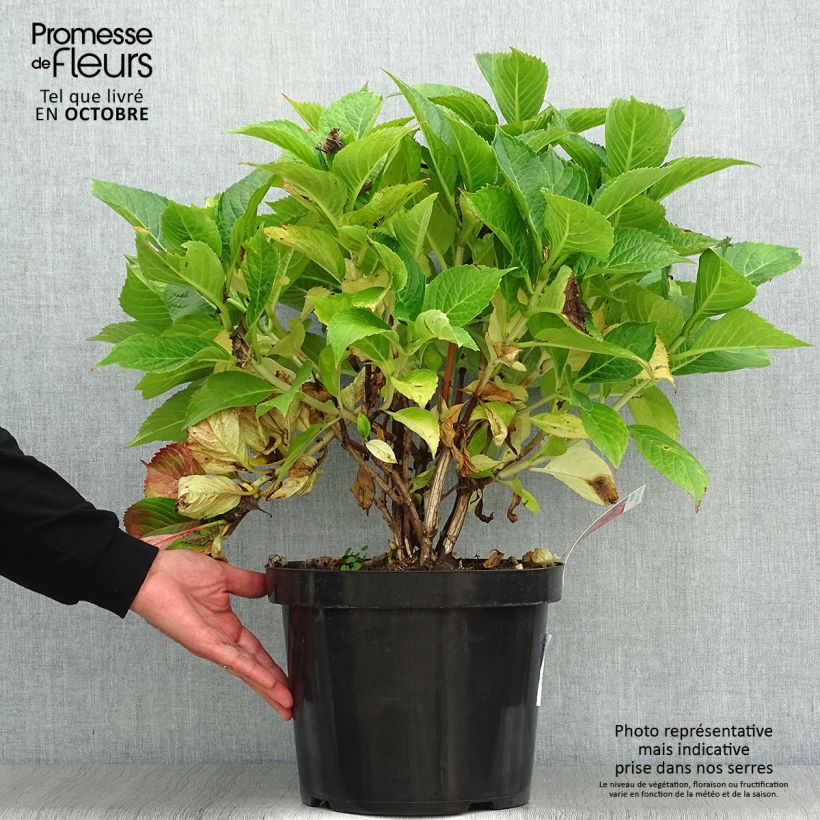 Ejemplar de Hortensia macrophylla Leuchtfeuer - Hydrangea Maceta 7,5L/10L entregado en otoño