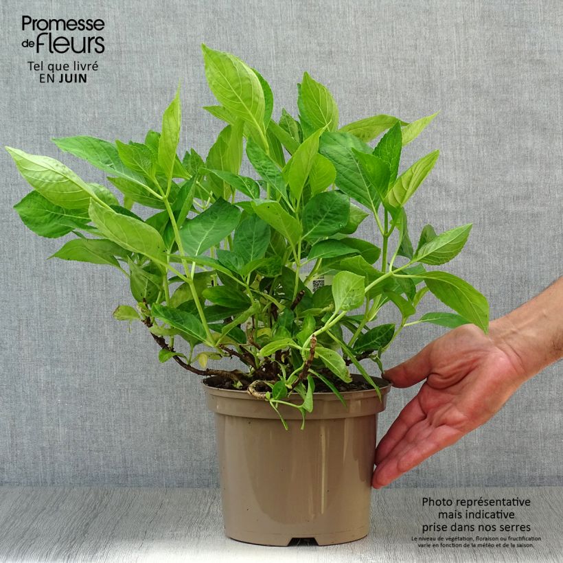 Ejemplar de Hortensia macrophylla Libelle - Hydrangea Maceta 2L/3LAltura de entrega aprox. 10/20cm entregado en verano