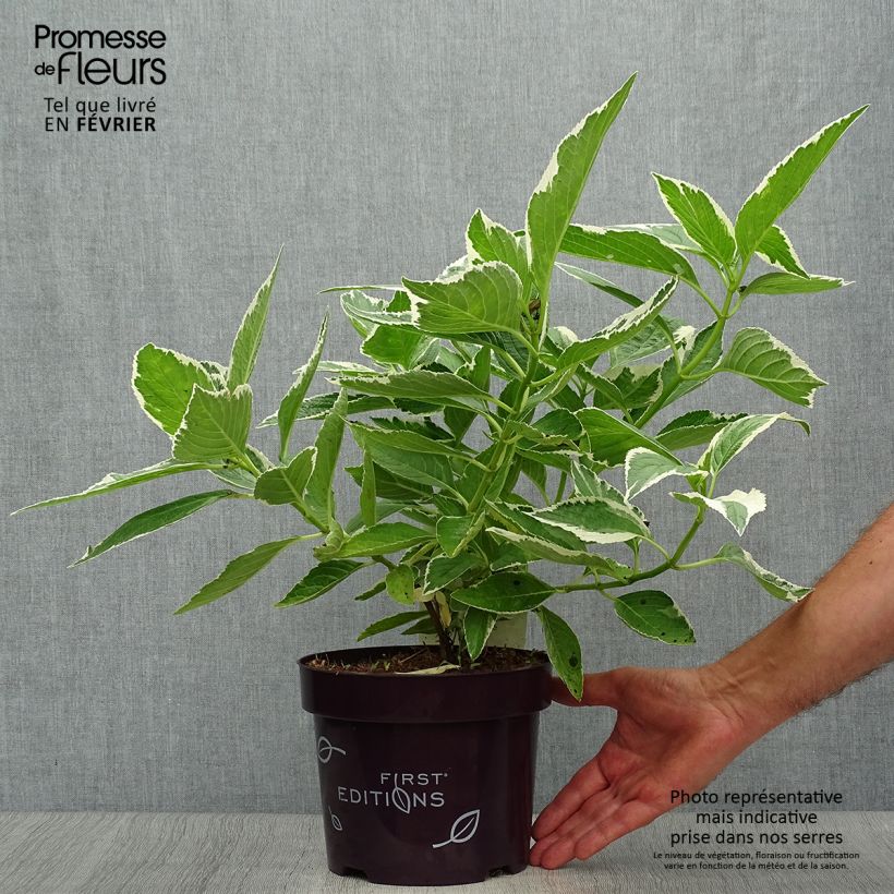 Ejemplar de Hortensia macrophylla Light'o'Day - Hydrangea Maceta 3L/4L entregado en otoño